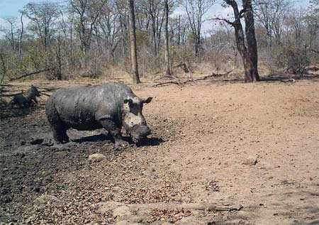 Save Valley Conservancy Game drive in Save Valley Conservancy